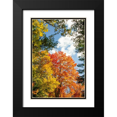 USA-Vermont-Fall foliage in Morrisville on Jopson Lane Black Modern Wood Framed Art Print with Double Matting by Jones, Allison
