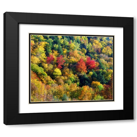 Vermont, Autumn Colors in the forest of Vermont Black Modern Wood Framed Art Print with Double Matting by Talbot Frank, Christopher