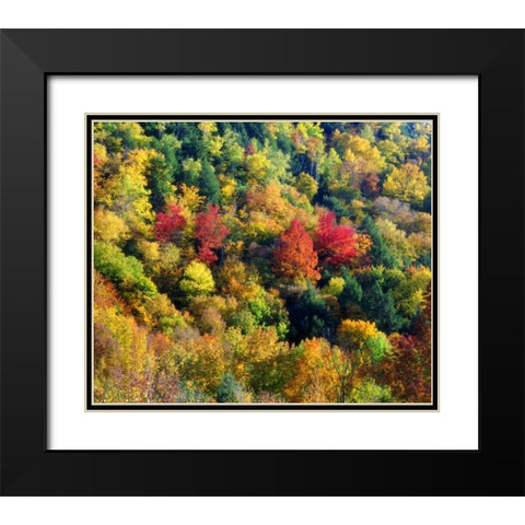 Vermont, Autumn Colors in the forest of Vermont Black Modern Wood Framed Art Print with Double Matting by Talbot Frank, Christopher