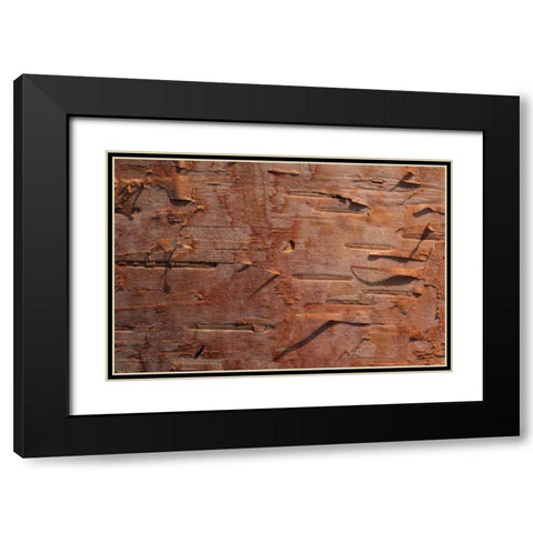 USA, Vermont Birch bark close-up Black Modern Wood Framed Art Print with Double Matting by Bush, Marie