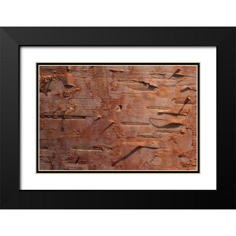 USA, Vermont Birch bark close-up Black Modern Wood Framed Art Print with Double Matting by Bush, Marie