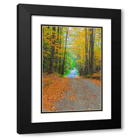 USA-New England-Vermont tree-lined roadway in Autumns Fall colors Black Modern Wood Framed Art Print with Double Matting by Gulin, Sylvia