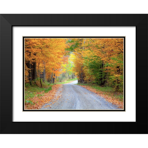 USA-New England-Vermont tree-lined roadway in Autumns Fall colors Black Modern Wood Framed Art Print with Double Matting by Gulin, Sylvia