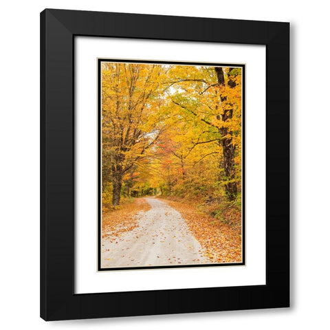 USA-New England-Vermont tree-lined roadway in Autumns Fall colors Black Modern Wood Framed Art Print with Double Matting by Gulin, Sylvia