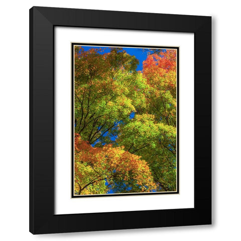 USA-New England-Vermont Autumn looking up into Sugar Maple Trees Black Modern Wood Framed Art Print with Double Matting by Gulin, Sylvia