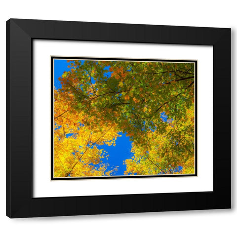 USA-New England-Vermont Autumn looking up into Sugar Maple Trees Black Modern Wood Framed Art Print with Double Matting by Gulin, Sylvia