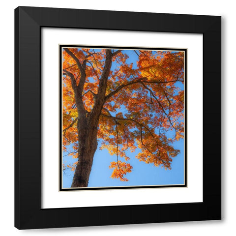 USA-New England-Vermont Autumn looking up into Sugar Maple Trees Black Modern Wood Framed Art Print with Double Matting by Gulin, Sylvia