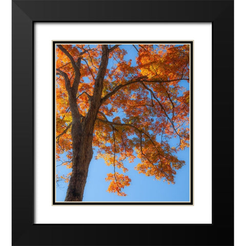 USA-New England-Vermont Autumn looking up into Sugar Maple Trees Black Modern Wood Framed Art Print with Double Matting by Gulin, Sylvia