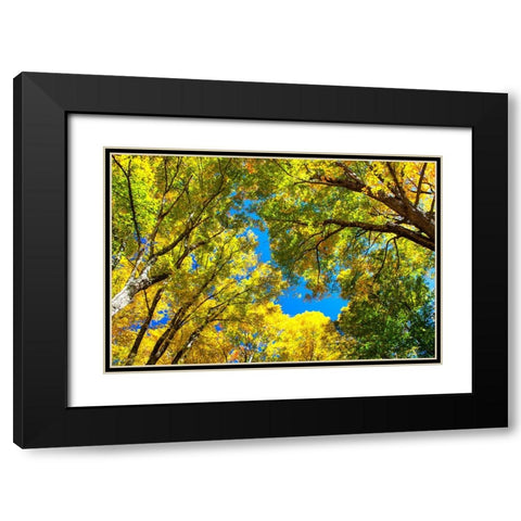 USA-New England-Vermont Autumn looking up into Sugar Maple Trees Black Modern Wood Framed Art Print with Double Matting by Gulin, Sylvia
