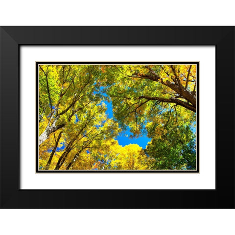 USA-New England-Vermont Autumn looking up into Sugar Maple Trees Black Modern Wood Framed Art Print with Double Matting by Gulin, Sylvia