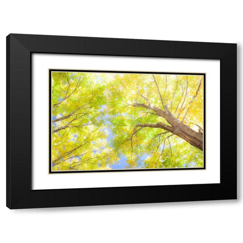 USA-New England-Vermont Autumn looking up into Sugar Maple Trees Black Modern Wood Framed Art Print with Double Matting by Gulin, Sylvia