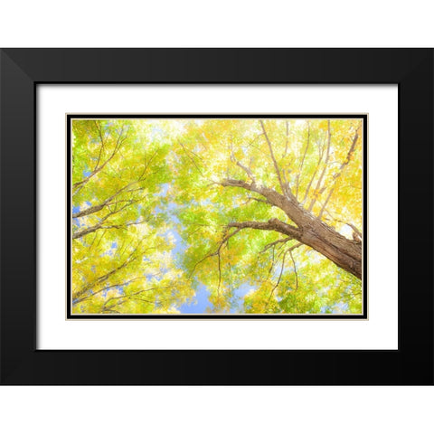 USA-New England-Vermont Autumn looking up into Sugar Maple Trees Black Modern Wood Framed Art Print with Double Matting by Gulin, Sylvia