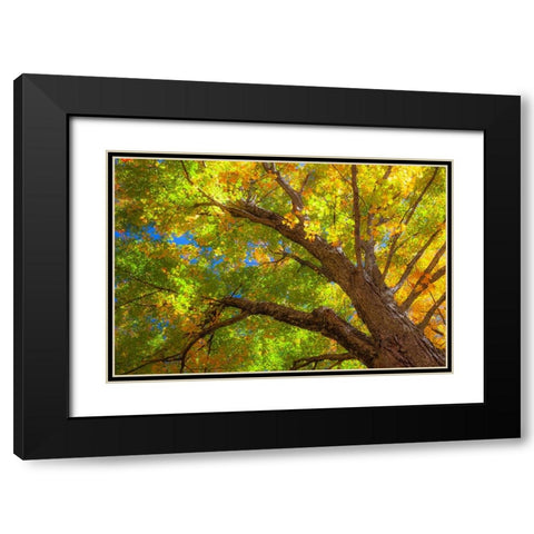 USA-New England-Vermont Autumn looking up into Sugar Maple Trees Black Modern Wood Framed Art Print with Double Matting by Gulin, Sylvia