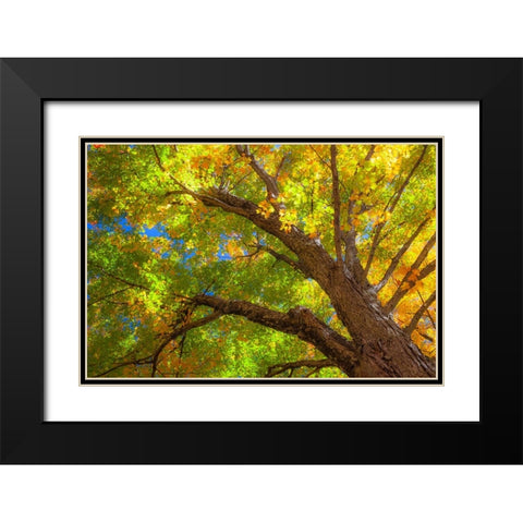 USA-New England-Vermont Autumn looking up into Sugar Maple Trees Black Modern Wood Framed Art Print with Double Matting by Gulin, Sylvia