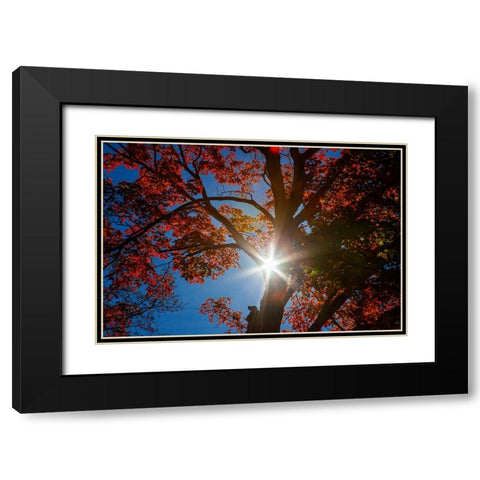 USA-New England-Vermont Autumn looking up into Sugar Maple Trees with star burst Black Modern Wood Framed Art Print with Double Matting by Gulin, Sylvia