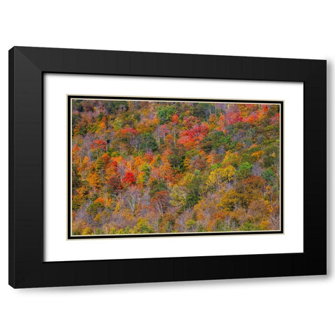 USA-New England-Vermont-Plymouth-Fall colors on hillside Black Modern Wood Framed Art Print with Double Matting by Gulin, Sylvia