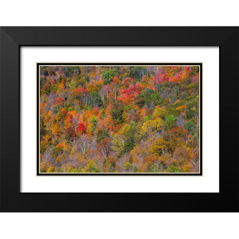 USA-New England-Vermont-Plymouth-Fall colors on hillside Black Modern Wood Framed Art Print with Double Matting by Gulin, Sylvia
