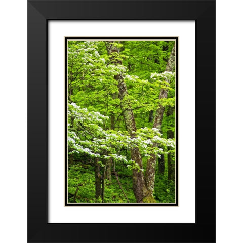 Skyline Drive Shenandoah NP, USA Black Modern Wood Framed Art Print with Double Matting by OBrien, Jay