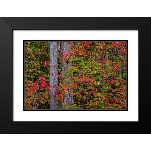Virginia, Great Falls Park Autumn color on trees Black Modern Wood Framed Art Print with Double Matting by OBrien, Jay