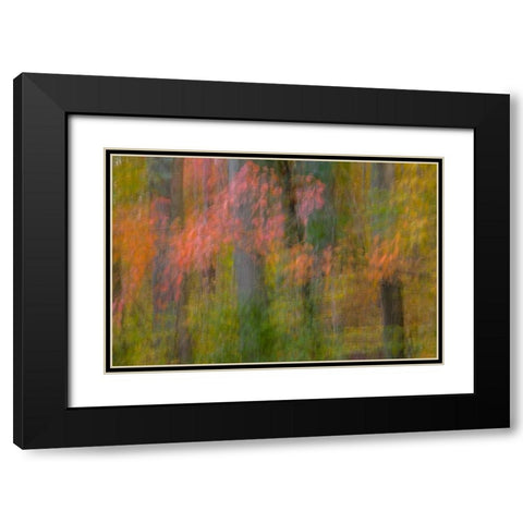 VA, Great Falls Park Abstract of autumn trees Black Modern Wood Framed Art Print with Double Matting by OBrien, Jay