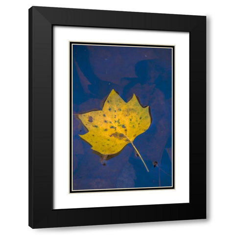 USA, Virginia, McLean Leaf in pond Black Modern Wood Framed Art Print with Double Matting by OBrien, Jay