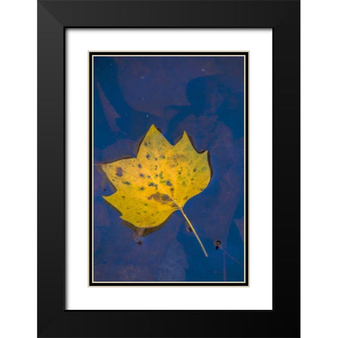 USA, Virginia, McLean Leaf in pond Black Modern Wood Framed Art Print with Double Matting by OBrien, Jay