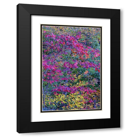 Virginia, McLean Scenic in Great Falls SP Black Modern Wood Framed Art Print with Double Matting by OBrien, Jay
