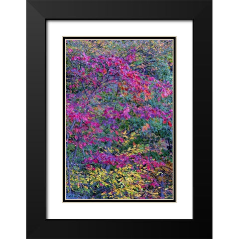 Virginia, McLean Scenic in Great Falls SP Black Modern Wood Framed Art Print with Double Matting by OBrien, Jay