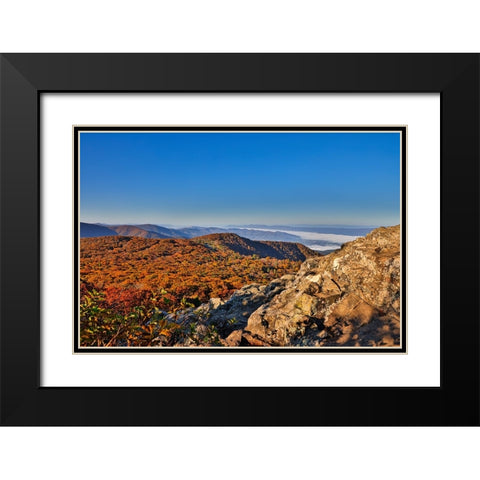 USA-Virginia-Shenandoah National Park-fall color in the park Black Modern Wood Framed Art Print with Double Matting by Looney, Hollice