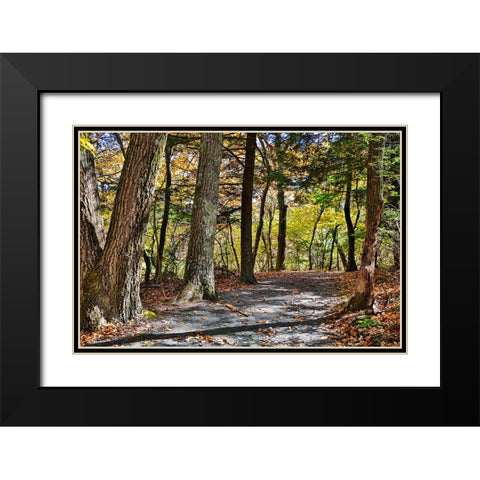 USA-Virginia-Shenandoah National Park-fall color in the park Black Modern Wood Framed Art Print with Double Matting by Looney, Hollice