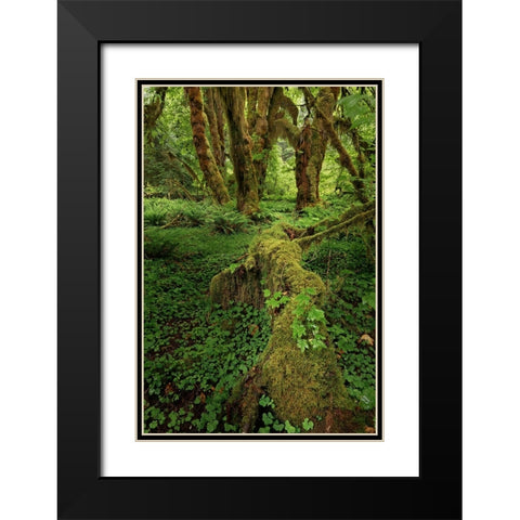 Big Leaf Maple tree draped with Club Moss-Hoh Rainforest-Olympic National Park-Washington State Black Modern Wood Framed Art Print with Double Matting by Jones, Adam