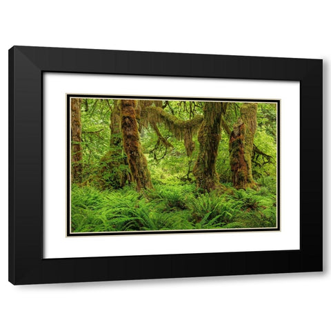 Big Leaf Maple tree draped with Club Moss-Hoh Rainforest-Olympic National Park-Washington State Black Modern Wood Framed Art Print with Double Matting by Jones, Adam