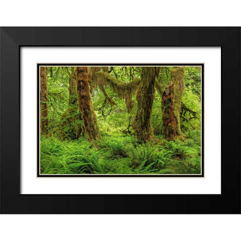 Big Leaf Maple tree draped with Club Moss-Hoh Rainforest-Olympic National Park-Washington State Black Modern Wood Framed Art Print with Double Matting by Jones, Adam