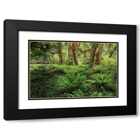 Ferns and Big Leaf Maple tree draped with Club Moss-Hoh Rainforest-Olympic National Park Black Modern Wood Framed Art Print with Double Matting by Jones, Adam