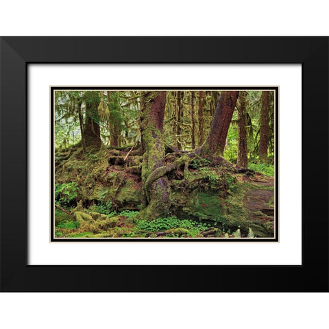 Nurse log and Big Leaf Maple tree draped with Club Moss-Hoh Rainforest-Olympic National Park Black Modern Wood Framed Art Print with Double Matting by Jones, Adam