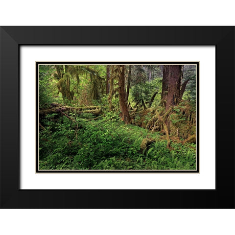 Nurse log and Big Leaf Maple tree draped with Club Moss-Hoh Rainforest-Olympic National Park Black Modern Wood Framed Art Print with Double Matting by Jones, Adam