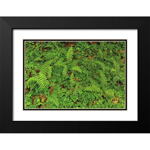 Ferns and sorrel on forest floor-Hoh Rainforest-Olympic National Park-Washington State Black Modern Wood Framed Art Print with Double Matting by Jones, Adam