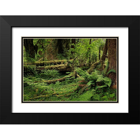 Big Leaf Maple tree draped with Club Moss-Hoh Rainforest-Olympic National Park-Washington State Black Modern Wood Framed Art Print with Double Matting by Jones, Adam