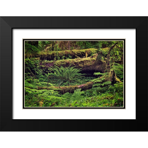 Big Leaf Maple tree draped with Club Moss-Hoh Rainforest-Olympic National Park-Washington State Black Modern Wood Framed Art Print with Double Matting by Jones, Adam