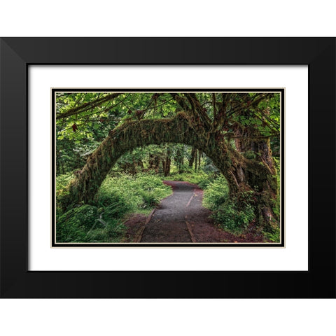Footpath through forest draped with Club Moss-Hoh Rainforest-Olympic National Park-Washington State Black Modern Wood Framed Art Print with Double Matting by Jones, Adam