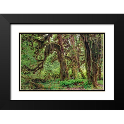 Big Leaf Maple tree draped with Club Moss-Hoh Rainforest-Olympic National Park-Washington State Black Modern Wood Framed Art Print with Double Matting by Jones, Adam