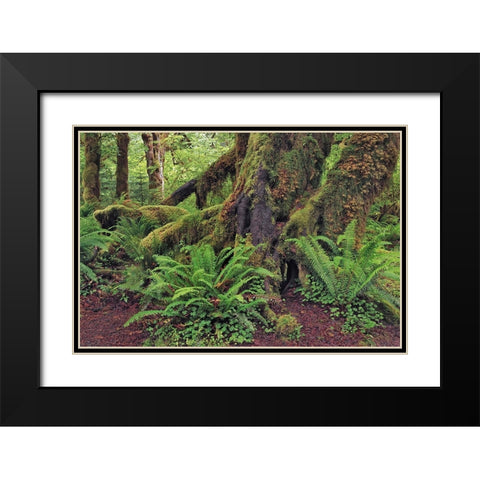 Big Leaf Maple tree draped with Club Moss-Hoh Rainforest-Olympic National Park-Washington State Black Modern Wood Framed Art Print with Double Matting by Jones, Adam