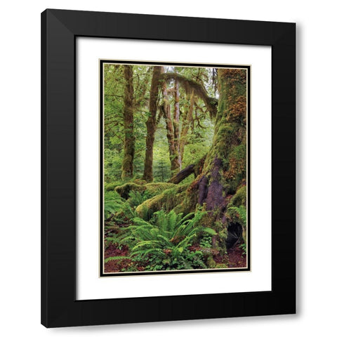 Ferns and Big Leaf Maple tree draped with Club Moss-Hoh Rainforest-Olympic National Park Black Modern Wood Framed Art Print with Double Matting by Jones, Adam