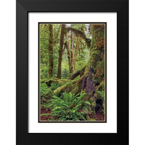 Ferns and Big Leaf Maple tree draped with Club Moss-Hoh Rainforest-Olympic National Park Black Modern Wood Framed Art Print with Double Matting by Jones, Adam