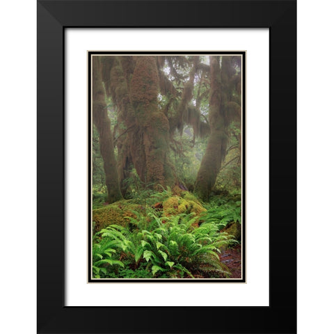 Big Leaf Maple tree draped with Club Moss-Hoh Rainforest-Olympic National Park-Washington State Black Modern Wood Framed Art Print with Double Matting by Jones, Adam