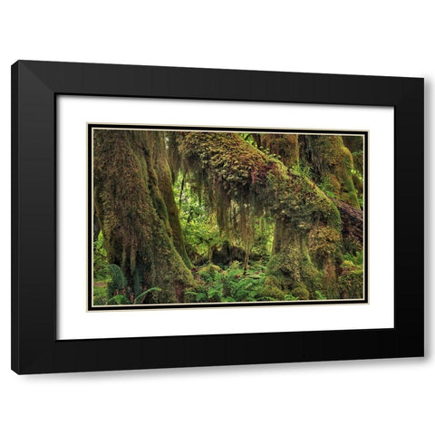 Big Leaf Maple tree draped with Club Moss-Hoh Rainforest-Olympic National Park-Washington State Black Modern Wood Framed Art Print with Double Matting by Jones, Adam
