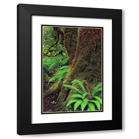 Big Leaf Maple tree draped with Club Moss-Hoh Rainforest-Olympic National Park-Washington State Black Modern Wood Framed Art Print with Double Matting by Jones, Adam