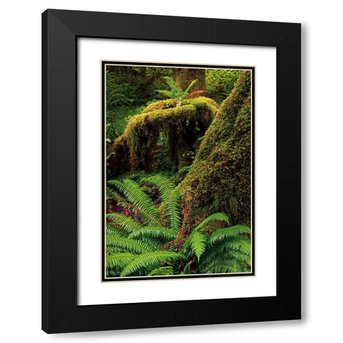 Ferns and Big Leaf Maple tree draped with Club Moss-Hoh Rainforest-Olympic National Park Black Modern Wood Framed Art Print with Double Matting by Jones, Adam