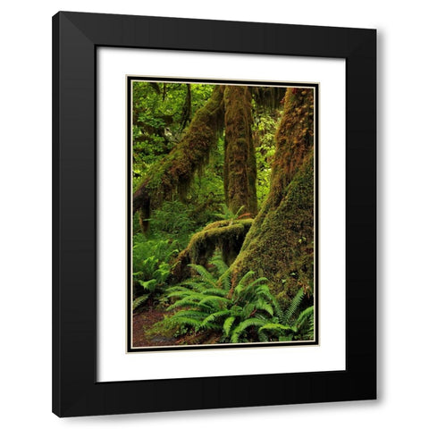 Ferns and Big Leaf Maple tree draped with Club Moss-Hoh Rainforest-Olympic National Park Black Modern Wood Framed Art Print with Double Matting by Jones, Adam
