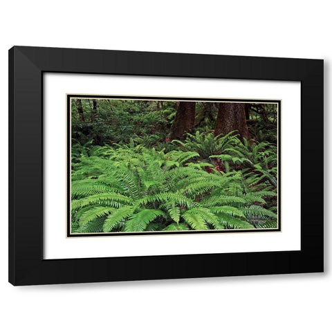 Ferns-Hoh Rainforest-Olympic National Park-Washington State Black Modern Wood Framed Art Print with Double Matting by Jones, Adam